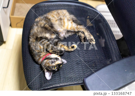 サビ猫 サビ猫 133168747
