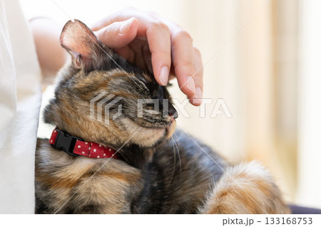 サビ猫 サビ猫 133168753