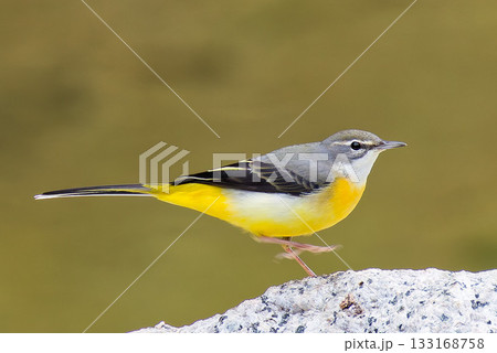 川辺を歩くキセキレイ 133168758