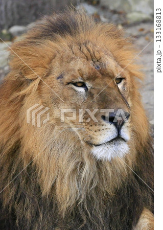 ライオン 133168813