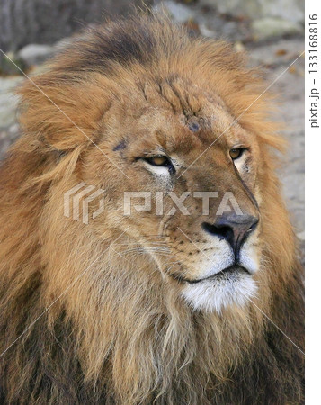 ライオン ライオン 133168816