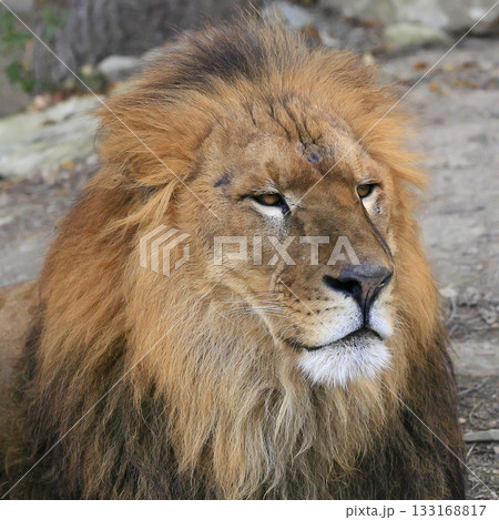 ライオン 133168817