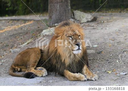 ライオン ライオン 133168818