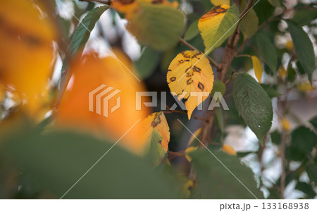 紅葉した葉 紅葉した葉 133168938