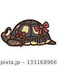 リボンを甲羅につけておめかしをするアカアシガメ 133168966