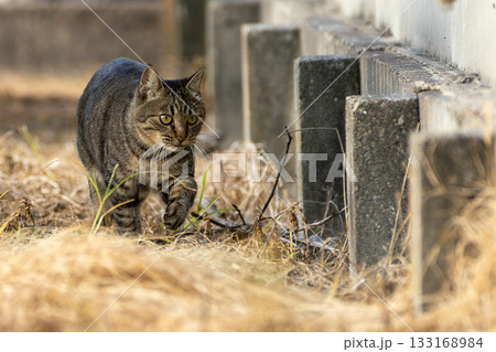 野良猫 133168984