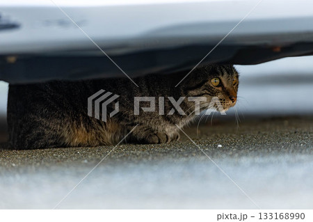 野良猫 野良猫 133168990