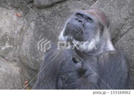 喉のあたりを掻くゴリラ 喉のあたりを掻くゴリラ 133169062