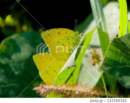 シロチョウ科キタキチョウの交尾 133169182