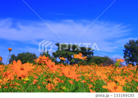 武庫川河川敷　髭の渡しコスモス園（尼崎市常松） 133169185