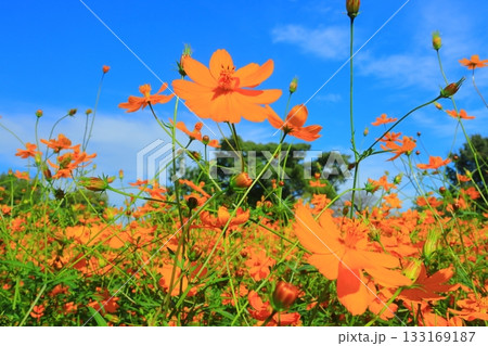 武庫川河川敷　髭の渡しコスモス園（尼崎市常松） 133169187