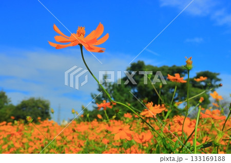 武庫川河川敷　髭の渡しコスモス園（尼崎市常松） 133169188