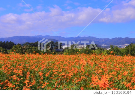 武庫川河川敷　髭の渡しコスモス園（尼崎市常松） 133169194