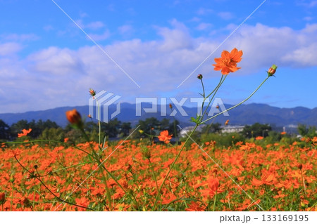 武庫川河川敷　髭の渡しコスモス園（尼崎市常松） 133169195