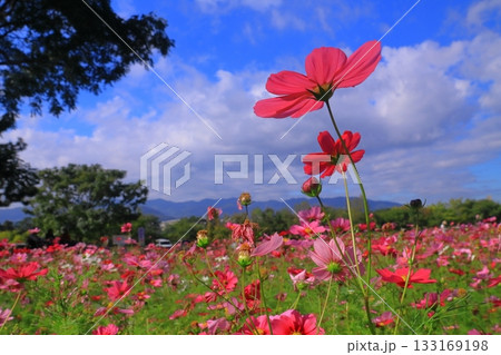 武庫川河川敷 髭の渡しコスモス園(尼崎市常松) 武庫川河川敷 髭の渡しコスモス園(尼崎市常松) 133169198