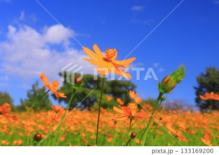 武庫川河川敷 髭の渡しコスモス園(尼崎市常松) 武庫川河川敷 髭の渡しコスモス園(尼崎市常松) 133169200
