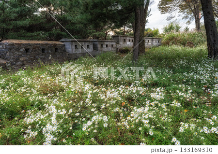 Siberian Chrysanthemum and N Seoul Tower 133169310