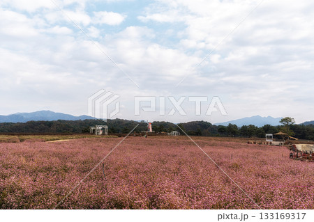 Goseokjeong Flower Garden 133169317
