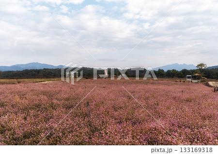 Goseokjeong Flower Garden 133169318