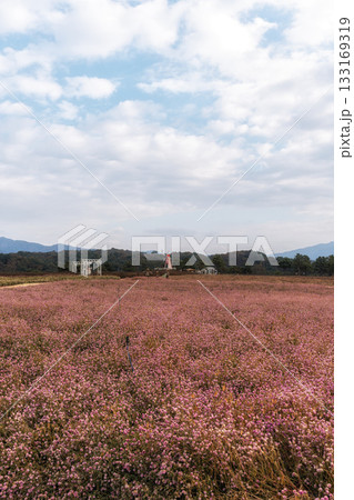 Goseokjeong Flower Garden 133169319