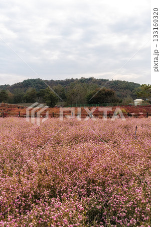 Goseokjeong Flower Garden 133169320