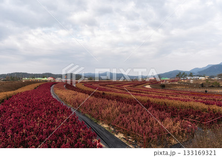 Goseokjeong Flower Garden 133169321