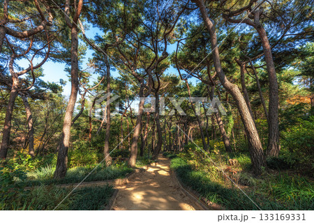 Pine Tree Forest in Achasan Pine Tree Forest in Achasan 133169331