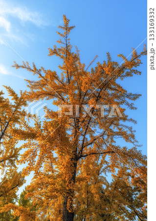 Ginkgo tree autumn foliage in Seoul Childrens Grand Park Ginkgo tree autumn foliage in Seoul Childrens Grand Park 133169332