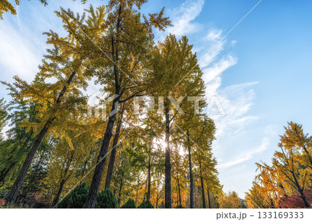 Ginkgo tree autumn foliage in Seoul Childrens Grand Park 133169333