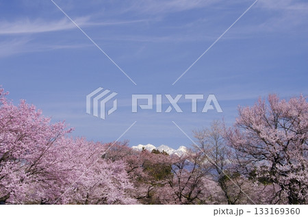 北杜市山高の桜と残雪の八ヶ岳 133169360