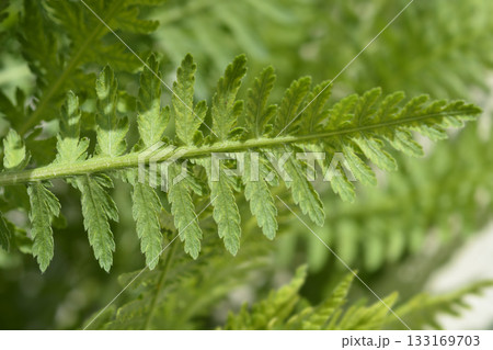 Fern-leaf yarrow Fern-leaf yarrow 133169703
