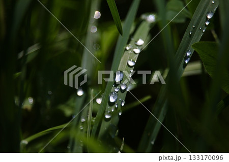雨上がりの葉に輝く水滴 133170096