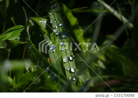 雨上がりの葉に輝く水滴 雨上がりの葉に輝く水滴 133170098