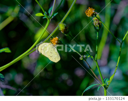 アメリカセンダングサ訪花昆虫 キタキチョウ アメリカセンダングサ訪花昆虫 キタキチョウ 133170124