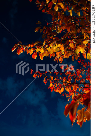 深く青い夜空と燃えるような紅葉の鮮烈なコントラスト 深く青い夜空と燃えるような紅葉の鮮烈なコントラスト 133170197