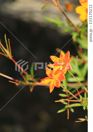 鮮やかなオレンジ色のコスモス 133170212