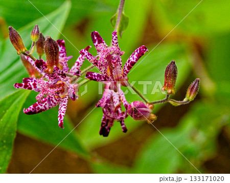 ホトトギスの花 133171020