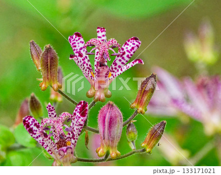 ホトトギスの花 133171021