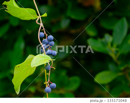 有毒植物ツヅラフジ科アオツヅラフジの果実 133171048