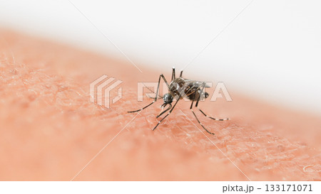 Close-up macro photograph of a mosquito feeding on human skin, showing detailed features of the insect, including its proboscis, legs, and body patterns. 133171071