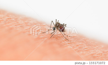 Close-up macro photograph of a mosquito feeding on human skin 133171072