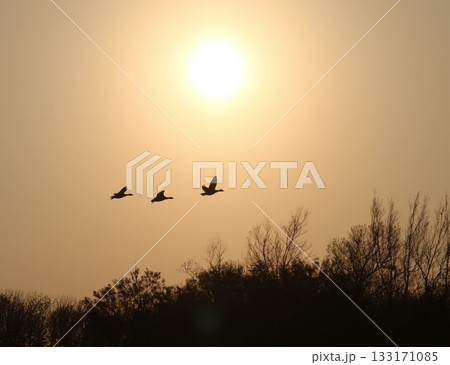 夕暮れの北海道の川と渡鳥 133171085
