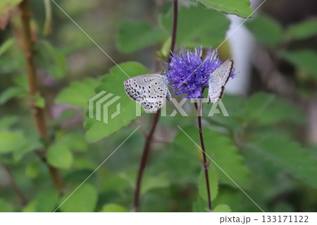 秋の庭に咲く紫色のダンギクの蜜を吸う2匹のヤマトシジミ蝶 秋の庭に咲く紫色のダンギクの蜜を吸う2匹のヤマトシジミ蝶 133171122