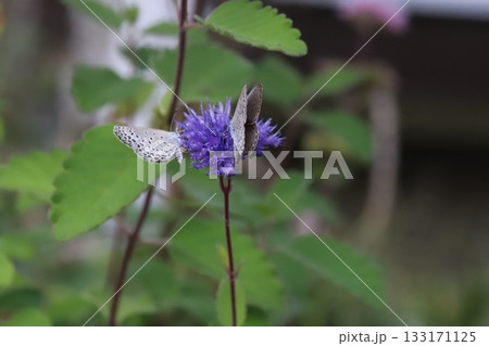 秋の庭に咲く紫色のダンギクの蜜を吸う2匹のヤマトシジミ蝶 秋の庭に咲く紫色のダンギクの蜜を吸う2匹のヤマトシジミ蝶 133171125