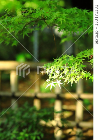 鮮やかな紅葉 133171331