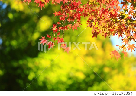 鮮やかな紅葉 鮮やかな紅葉 133171354