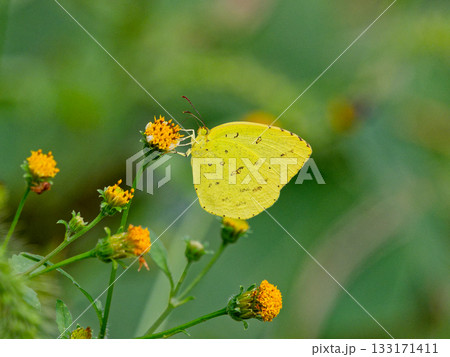 シロチョウ科キタキチョウの吸蜜 シロチョウ科キタキチョウの吸蜜 133171411