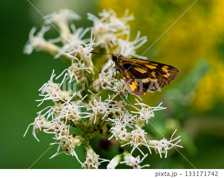 吸蜜するセセリチョウ科コキマダラセセリ♀ 133171742