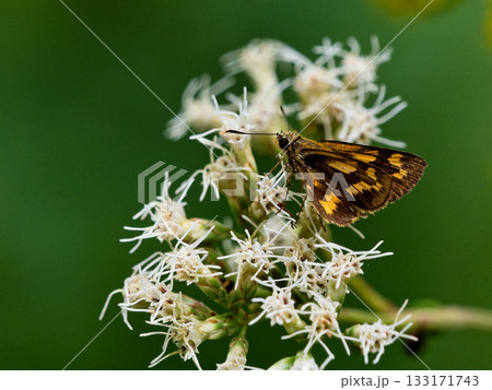 吸蜜するセセリチョウ科コキマダラセセリ♀ 133171743