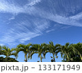 ヤシの木と青空 133171949